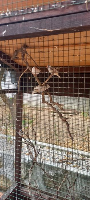 Mandarins nascidos Abril