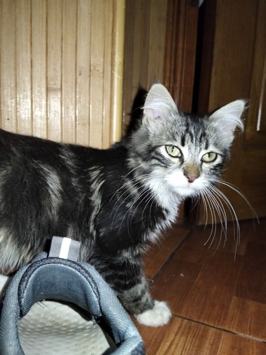 Котик в добрі руки(тигрик)