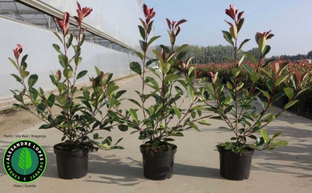 Photinia x fraseri 'Red Robin', bem ramificadas, ideal para sebe