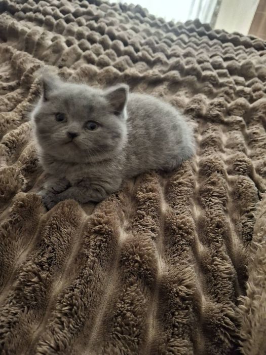 Кошеннята грайливі