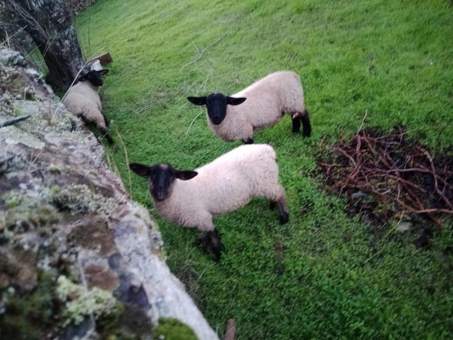 Borrega Suffolk 4 meses