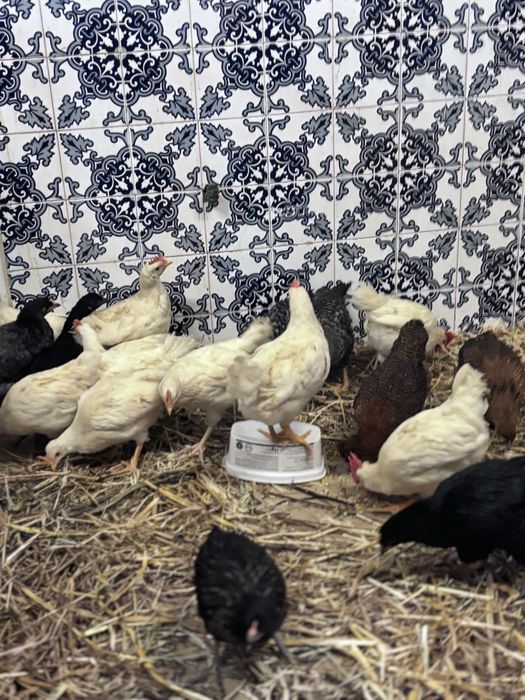 Frangas e frangos  leghorne