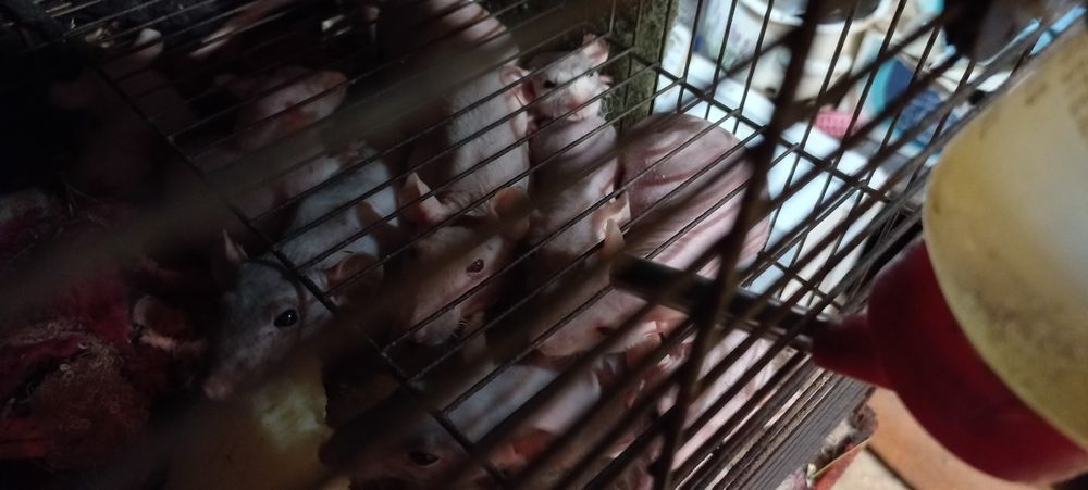 Крысята декоративные