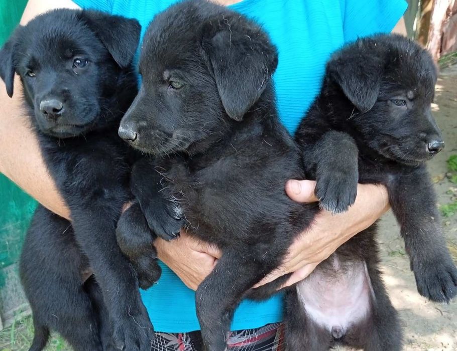 Вязка .Чорна німецька вівчарка