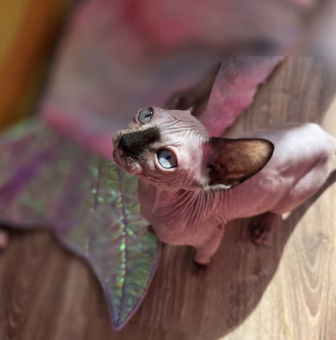 Sfinks Canadian sphynx