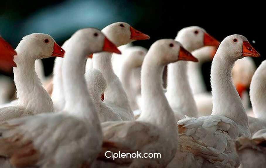 Датский легарт гуси