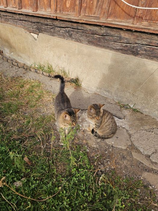 Віддамо киць в добрі руки