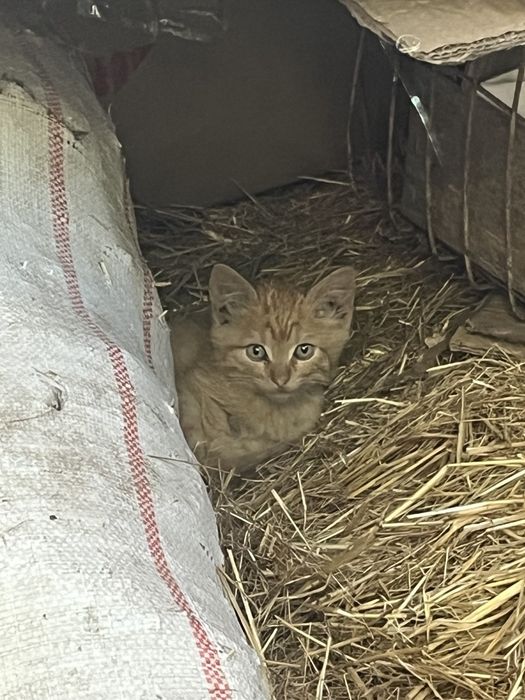 Віддам кошенят в добрі руки