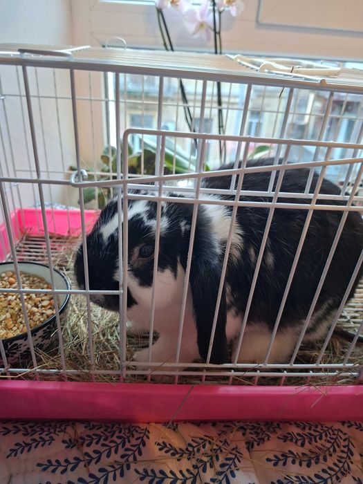 Кролик веслоухий