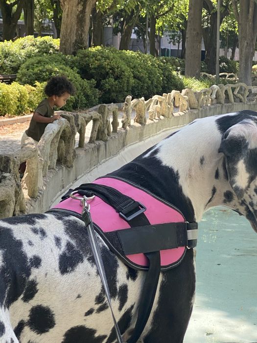 Dog walker/Pet sitter