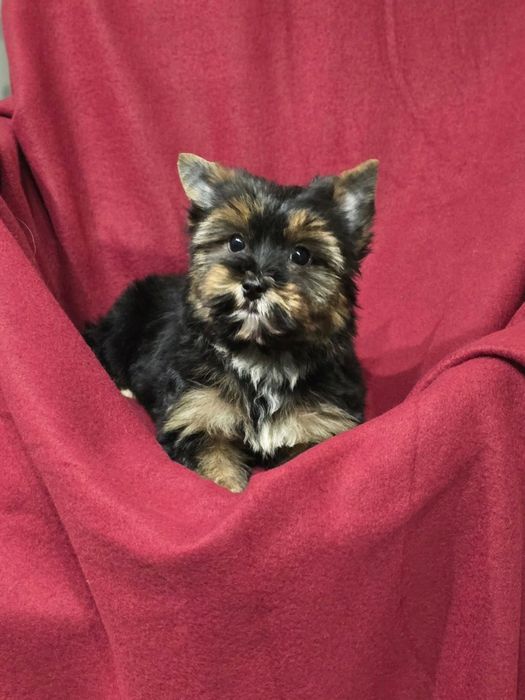 Piesek Yorkshire terrier