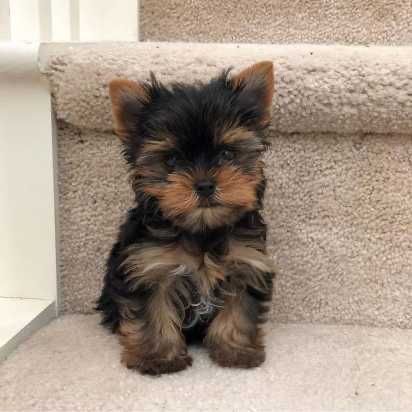 Хлопчик йоркширського терʼєра