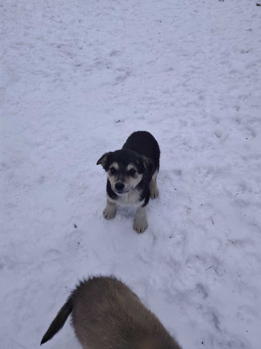 Грайливі Цуцики Лайки