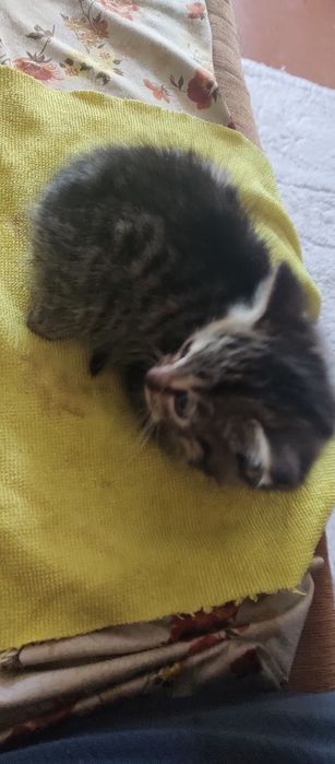Кошенята дівчата