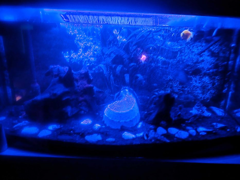 Akwarium Profilowane AP 100x40x50cm [200l] 8mm+ filtr zewnętrzny