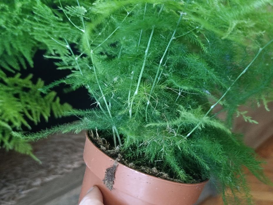 Аспарагус Сетацеус (Asparagus setaceus)