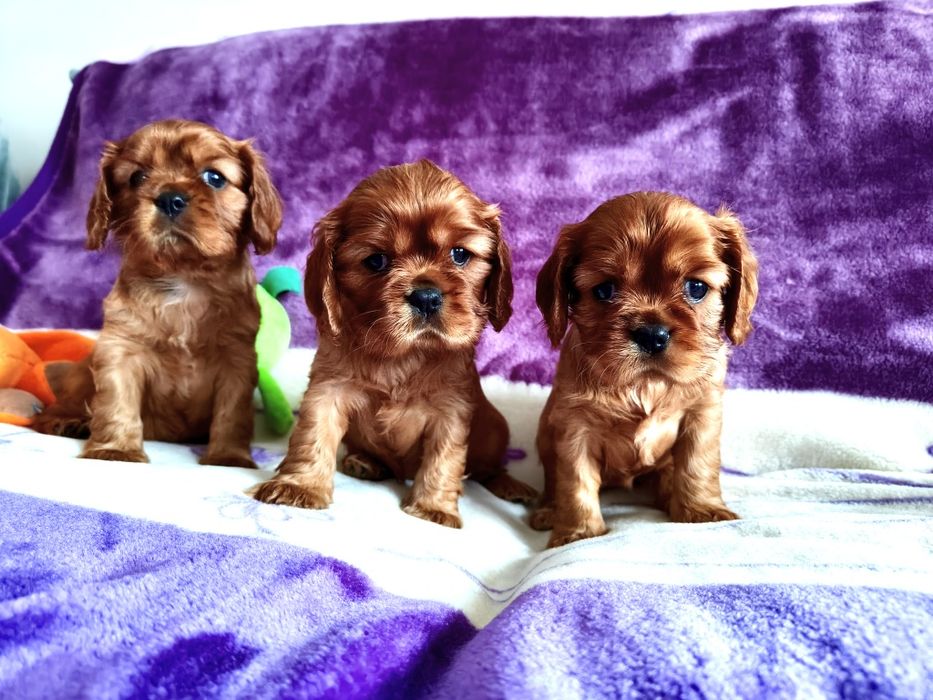 Cavalier King Charles Spaniel