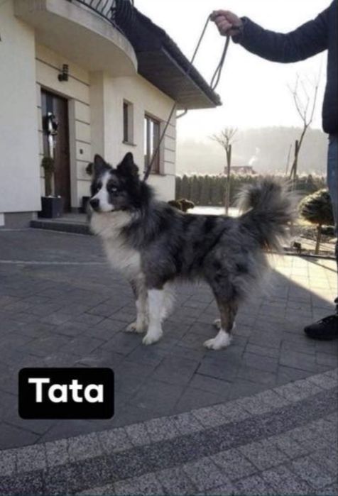 Szczeniak Border Collie