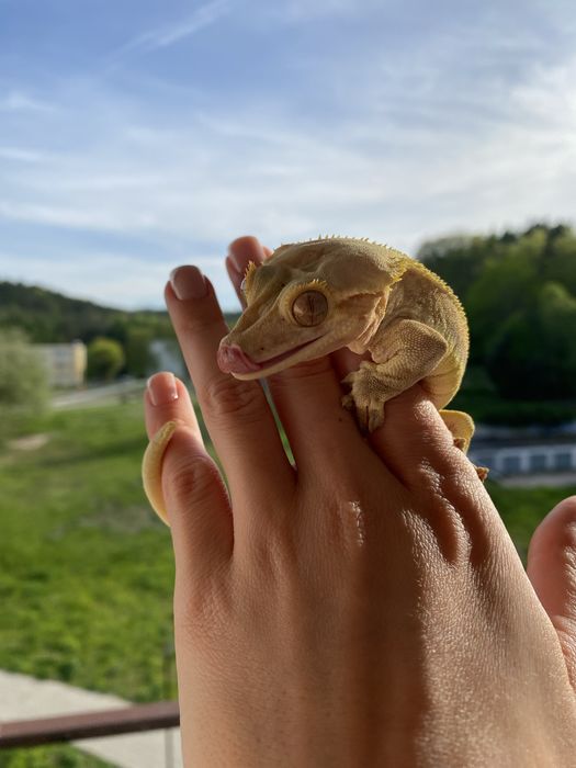 Gekon orzęsiony Lilly White Pinstripe - samiec