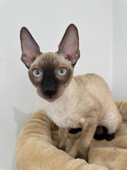 CORNISH REX Dostępny kocurek o imieniu FIODOR Hodowla: MatiMalwa*PL