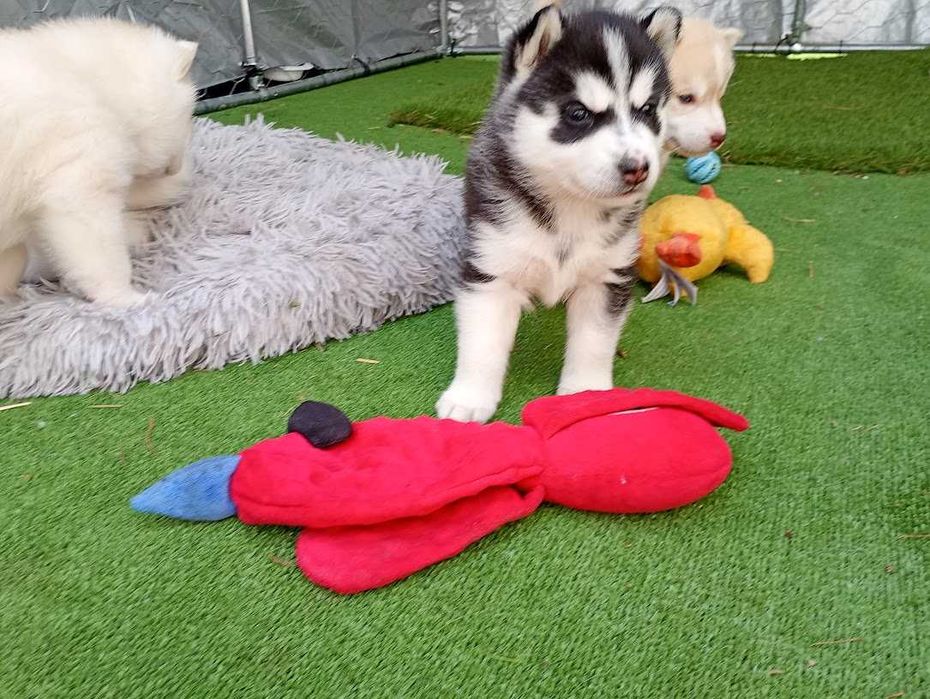 Siberian husky girl