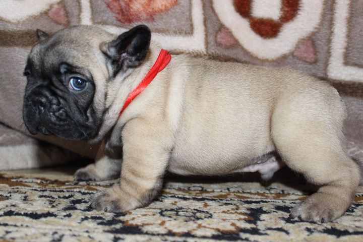 Французский бульдог Мальчики красные и палевые Одесса