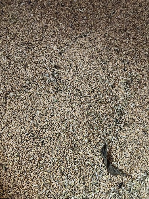 Owies, pszenica 2025