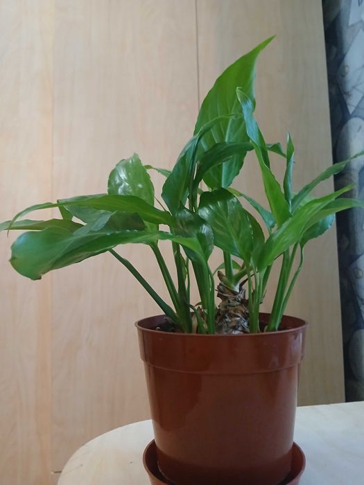 Вазони, кімнатні рослини