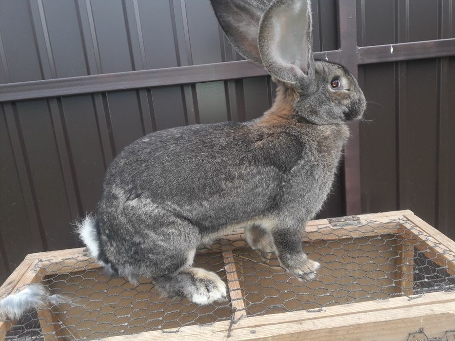 Кролі фландр різен