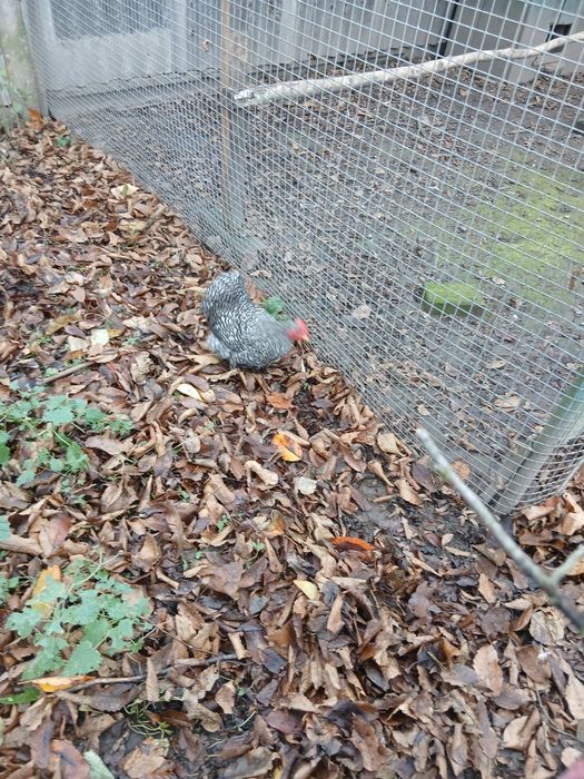 Карликовий кохінхі продається