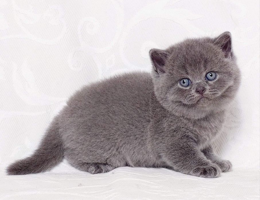 Британский голубой элитный котенок