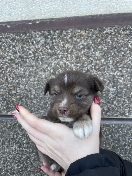 Цуценяти хлопчики