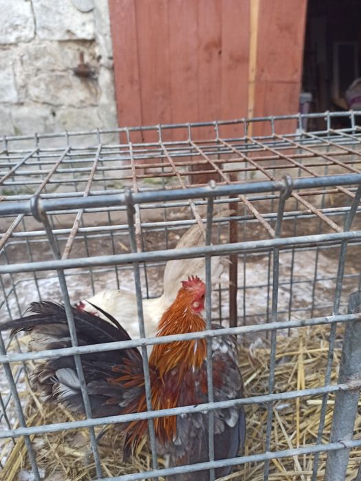 Sprzedam koguty seramy