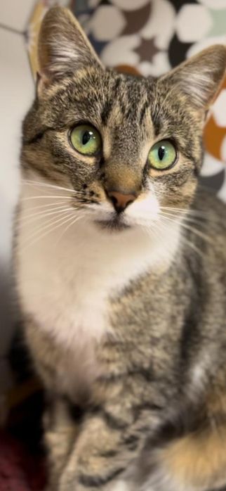 10 miesięczna kotka