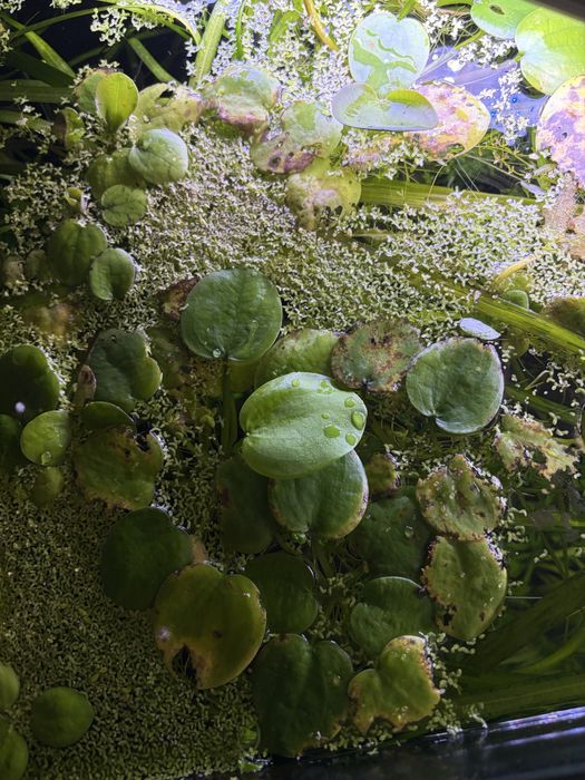 Plantas flutuantes aquário