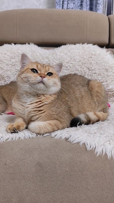 Британська золота шиншила прямовухі хлопчик дівчинка