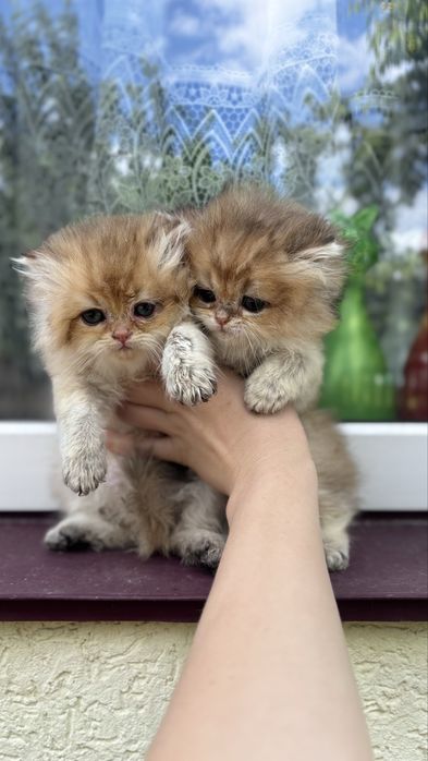 Хайленд золота шиншила