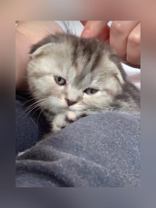 Котик і киця