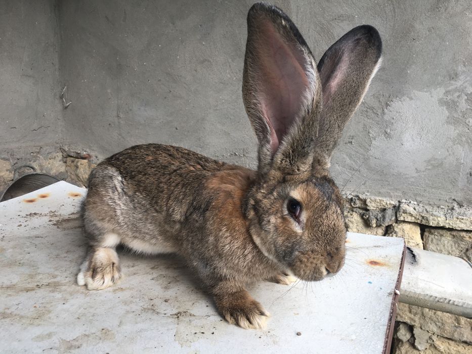 Продам кролів