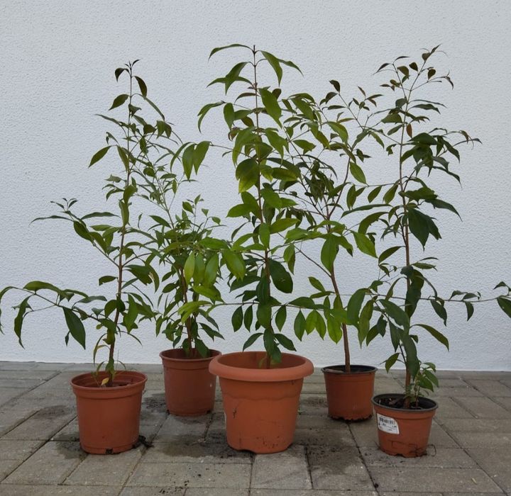 Vendo Eugenias Myrtifolia ideal para sebes