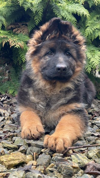 Кобель німецької вівчарки КСУ