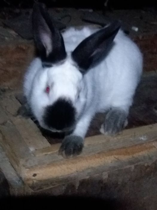 Каліфорнійські кролики