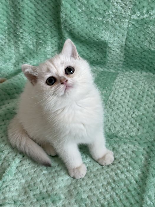 Chłopczyk brytyjski ns11