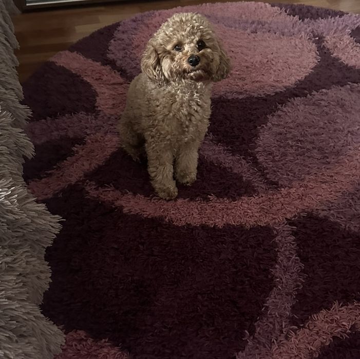 Мальчик Мальтипу, для случки