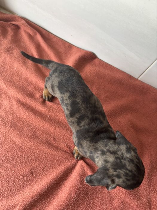 Teckel femea miniatura pelo curto