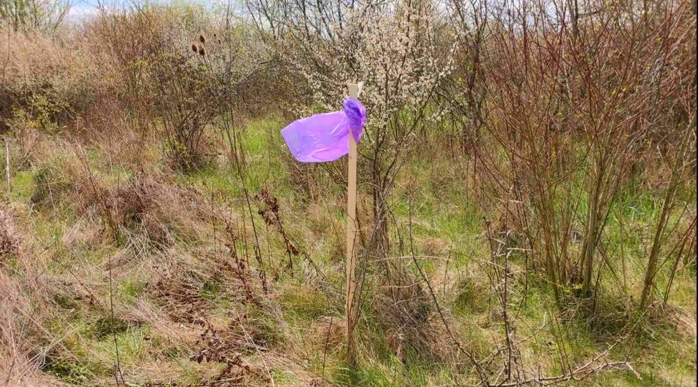 Ділянка в Коритнянах, 8 соток 6000$