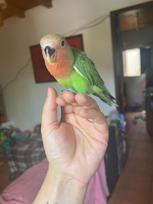 Agapornis criado a mão