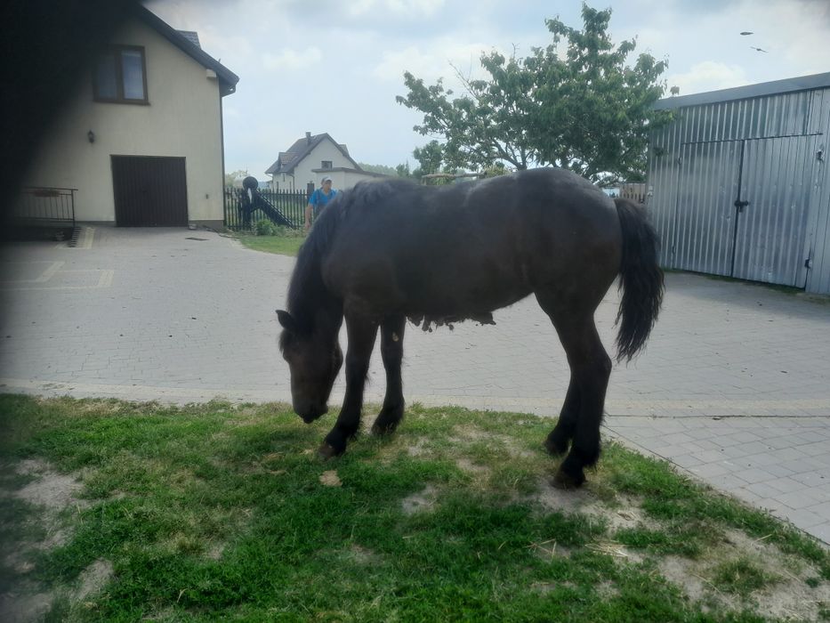 Sprzedam źrebice