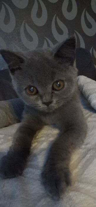 Zarezerwowane !!! Malychy brytyjskie 2 kotki 1 kocurek