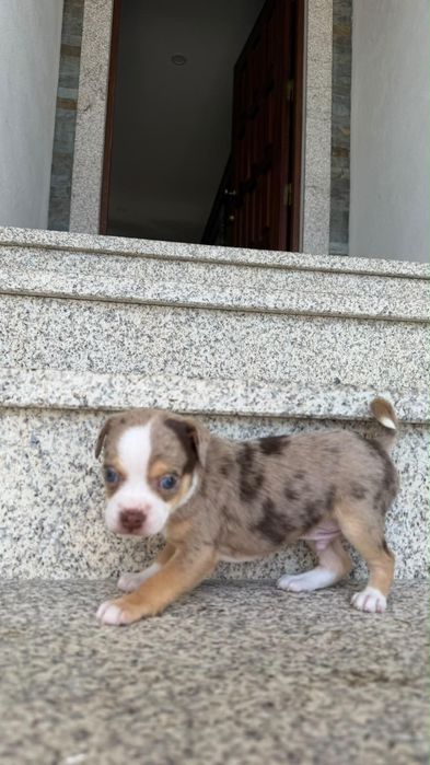 Chihuahua cor merle